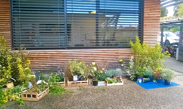 les végétaux dans leur cagette, avant l'installation